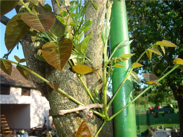 glicinija